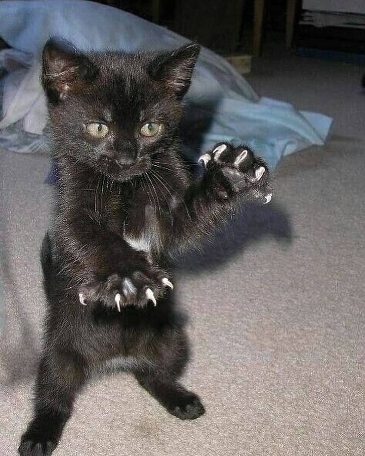 this kitty got claws