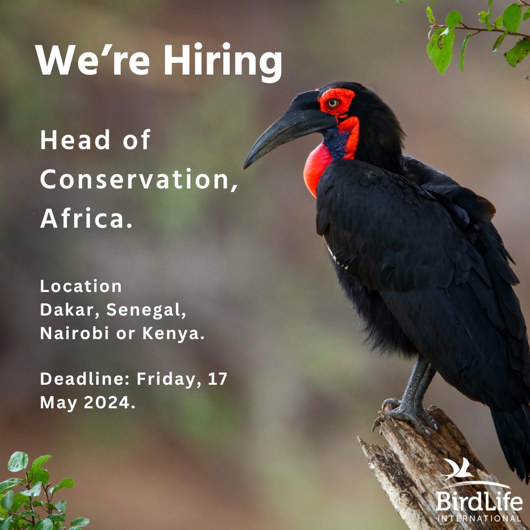 📢 Are you the One? We are seeking to recruit an experienced and dynamic conservation leader to head BirdLife's Conservation Programme in Africa Application Deadline : 17th May 2024 More details 👉 ow.ly/Mj9O50REncJ