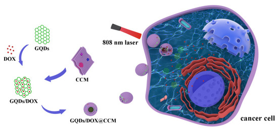 Welcome to read the #HighlyCited article on our #Pharmaceuticals Homotypic Cancer Cell Membranes Camouflaged Nanoparticles for Targeting Drug Delivery and Enhanced Chemo-Photothermal Therapy of Glioma by Ren et al. Enjoy reading: mdpi.com/1424-8247/15/2… @MDPIBiologySubj