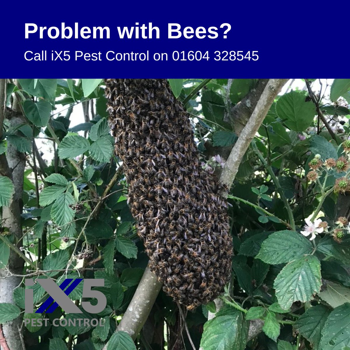 Found a bee nest near your home or business? 🏠🐝 iX5 Pest Control specialises in bee removal, safely relocating these important pollinators to a place where they can thrive. Contact us and let's protect our bees together! 🌺🌏 #BeeConservation #BeeRemoval ix5.uk/pest-control-s…