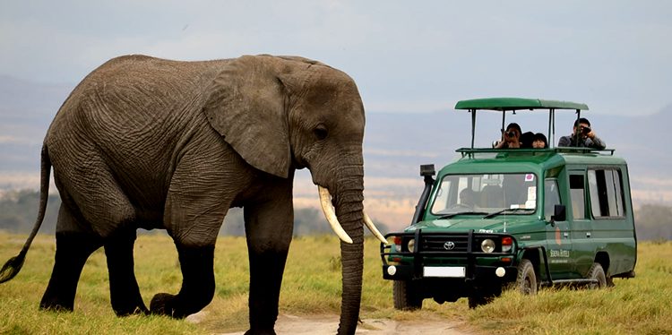 Photographic safaris of untamed creatures in untamed enviroments.
The beauty of a  Safari game drive is that you can cover vast areas of ground to find 'wildlife' you want to see from the safety and comfort of a customised open-sided vehicle.