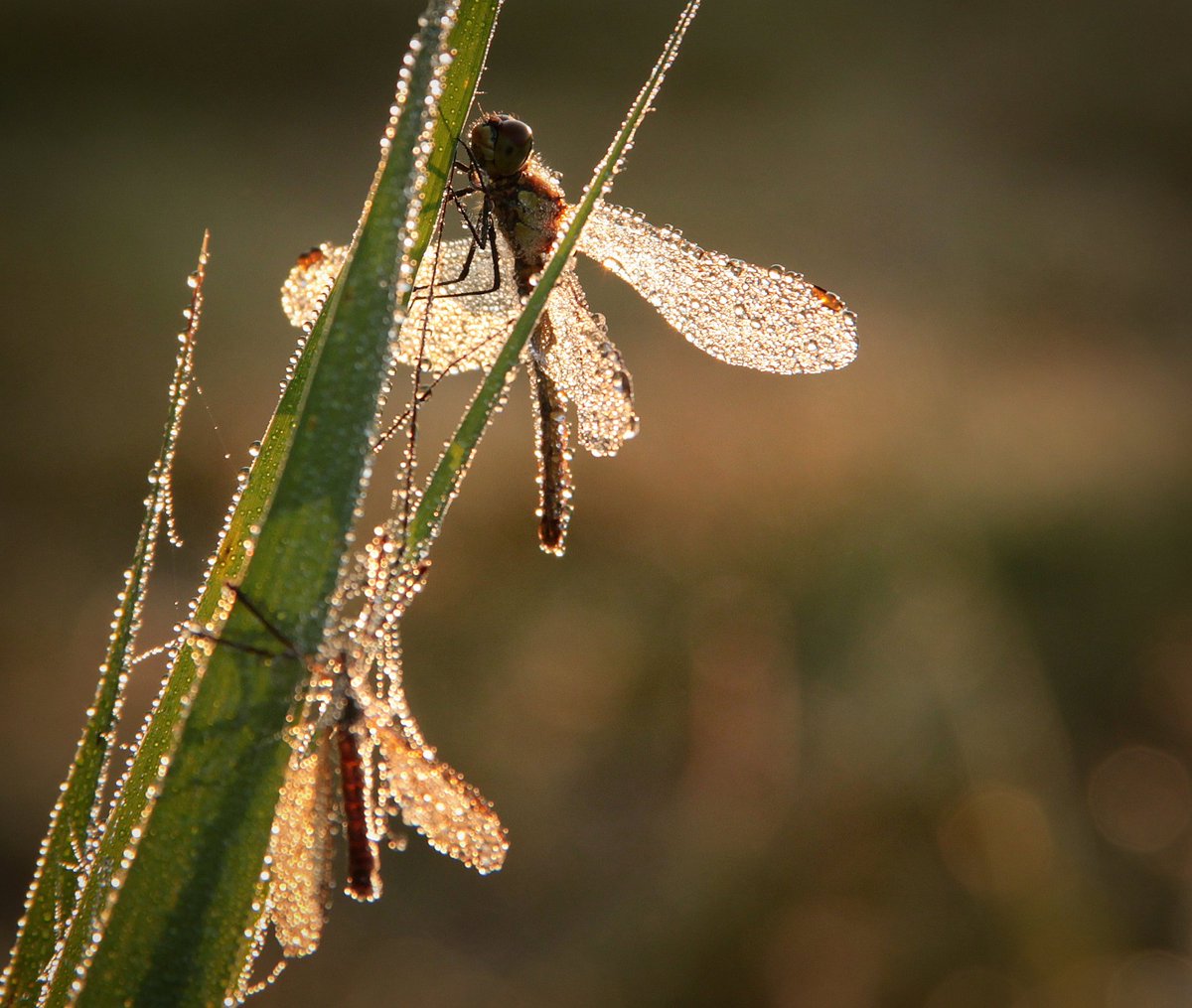 #mei_nmooistefotos met @bosw8er_jochem Dag 14. Schitteren in de #zon