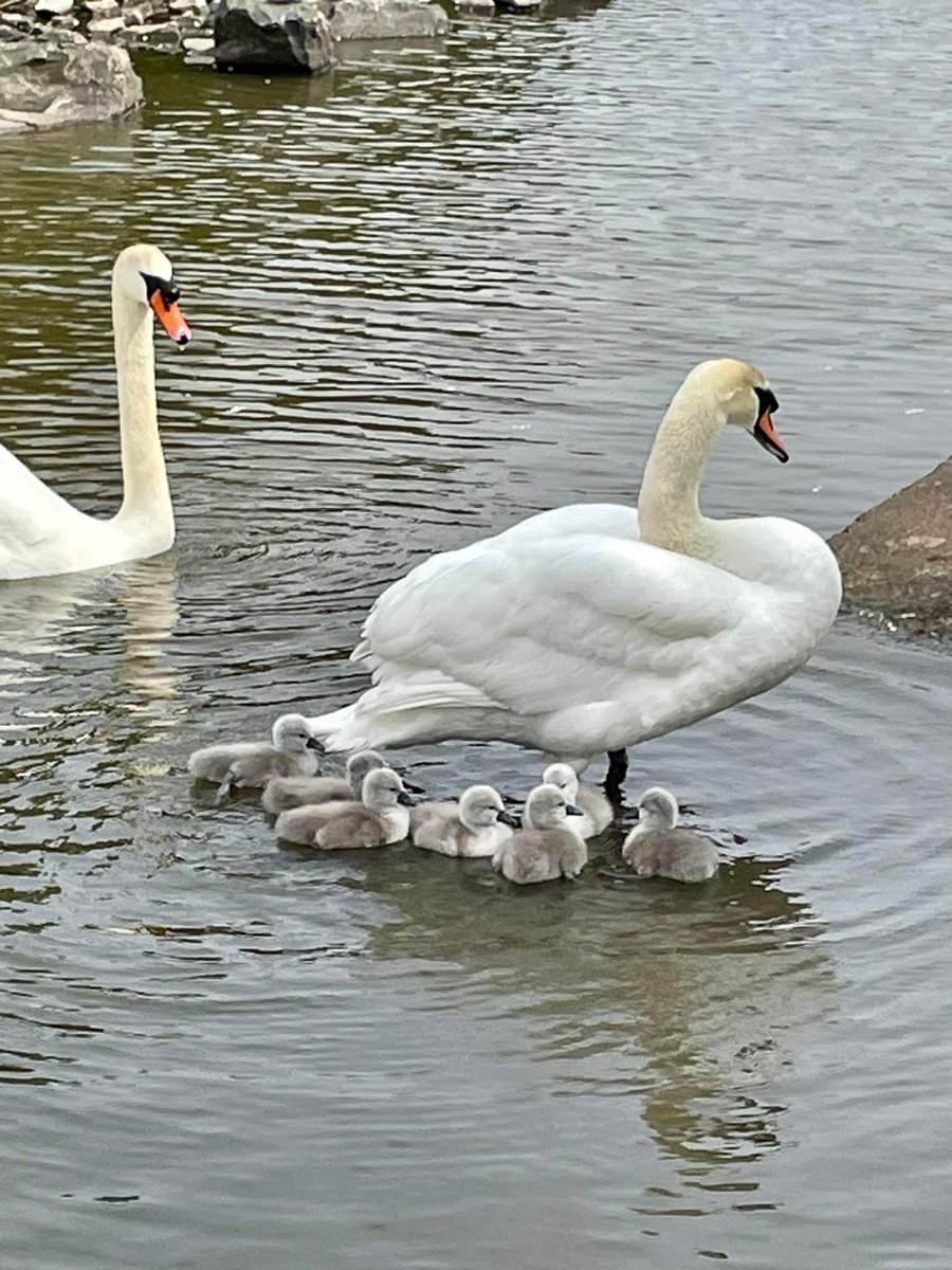 Sid and Sarah the swans 🦢 at Swannie Pond Dundee have 7 cygnets