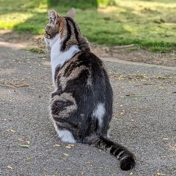 (Barbs) I've discovered something strange - all cars don't sound the same! I know the sound of Colin's car even before I see it and I wait outside for him. I wonder if anyone else has noticed this about cars?