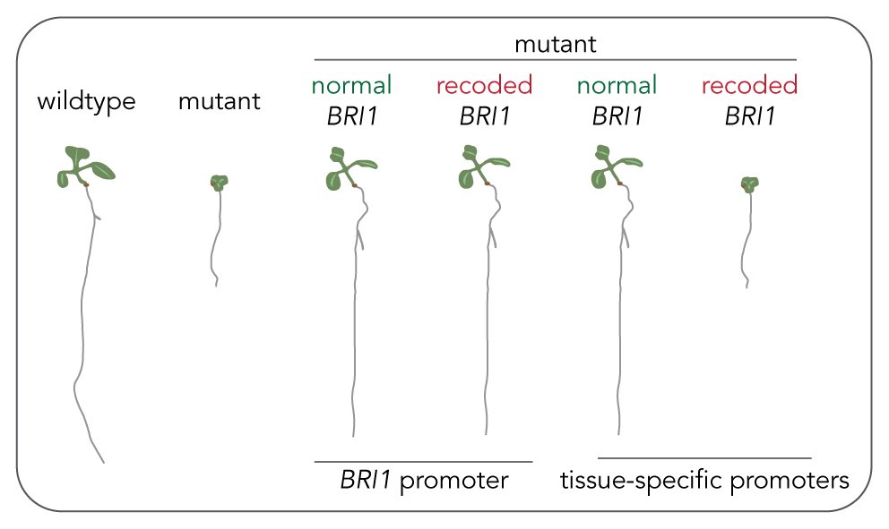 Working title “Secrets of a Gene Body”: In our latest preprint we provide evidence for largely cell-autonomous (sic) action of the brassinosteroid receptor BRI1, which is necessary across multiple tissues to drive root growth. biorxiv.org/content/10.110…