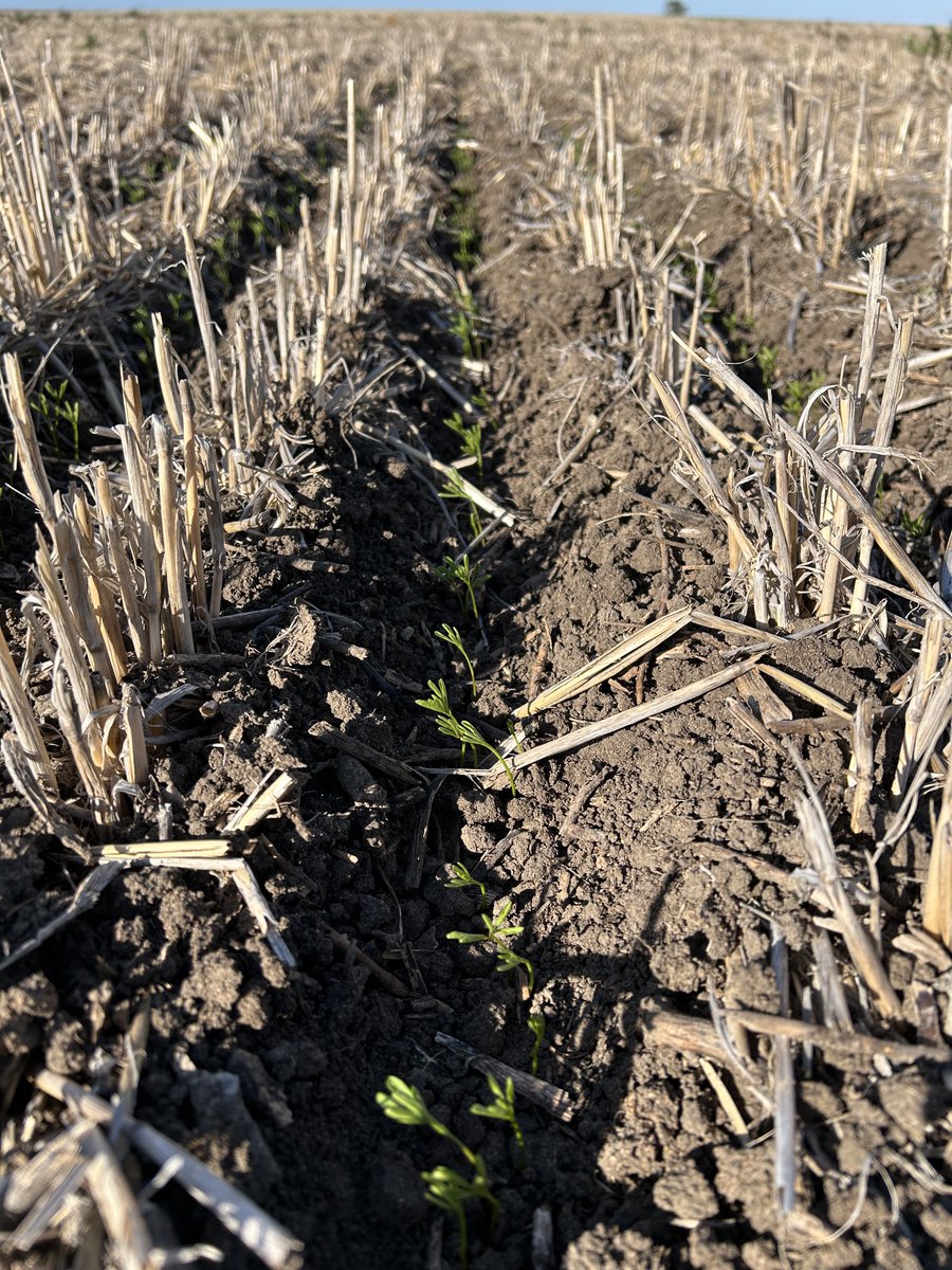 SouthernPulse tweet media