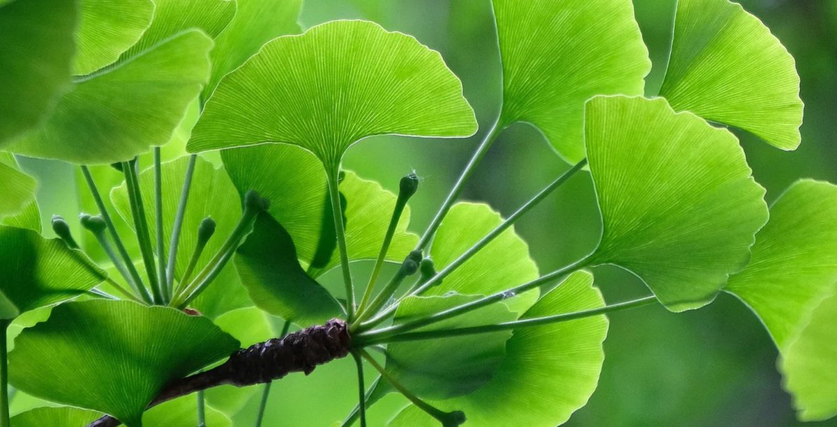 yatchiretail.com/blogs/news/gin… #NatureWisdom – let's leaf the competition behind! #yatchiretail #instagram #amazon #linkedin #gingkobiloba #ginkgoforest #memorybooster #brainhealth #naturalremedies #herbalremedies #focus #concentration #circulation #antioxidant #cognitivehealth