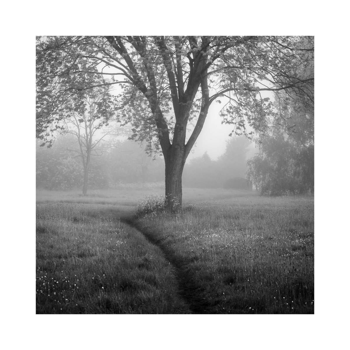 Path to Tree, Buckinghamshire. 

#photography #monochrome #bnw