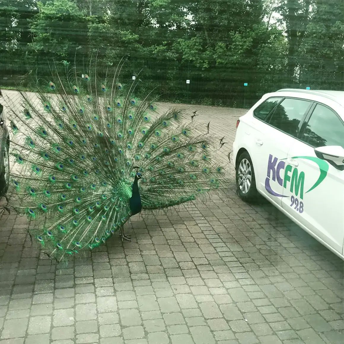 Facebook memories tells me it’s 6 years today since the strangest radio show interruption I’ve ever had (loud bangs in the background of links because two peacocks started fighting outside the studio window)