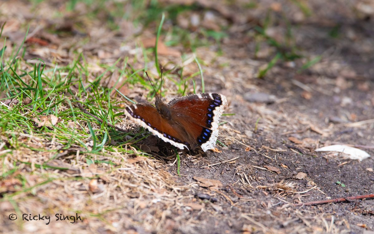 The first of the butterflies for the season are now showing up.

#IndiAves #TitliTuesday
