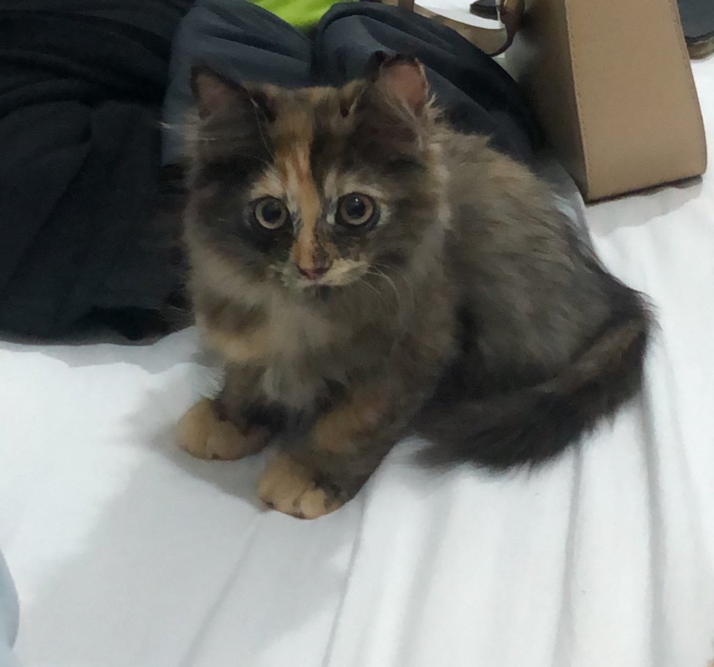 namimise_'s tweet photo. @pelisahh comot (yang mmg comot)
gary (initially cream color tp da jadi tabby)
jiyo (the grey one yang muka mmg sedih je manjang) https://t.co/jitGhrZKlH