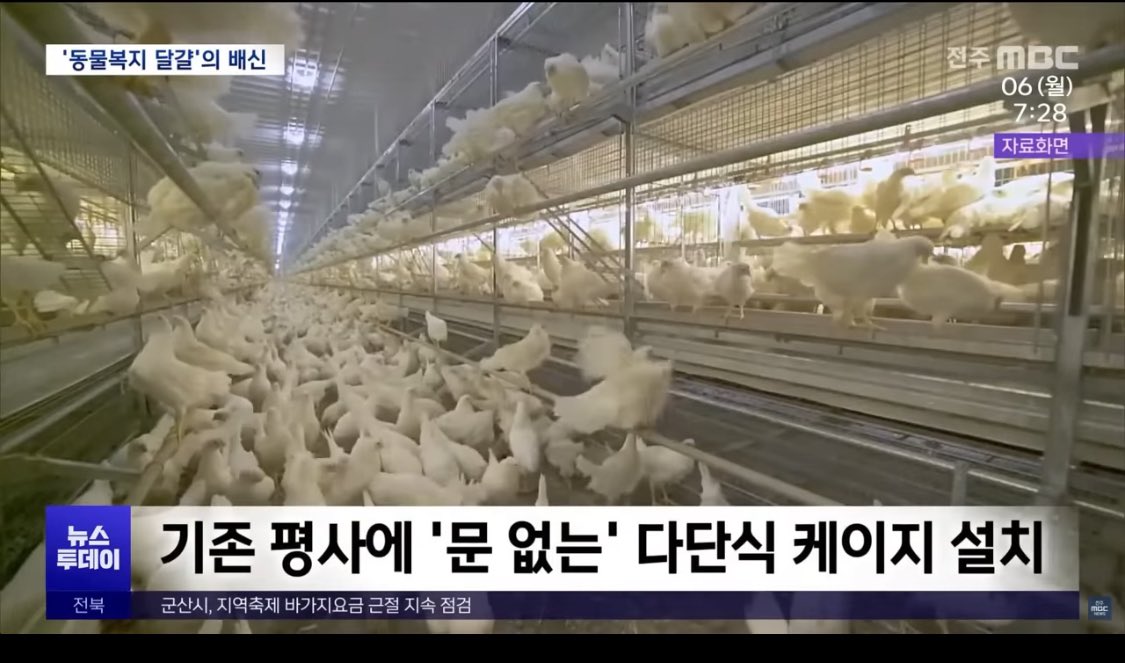 미쳐따 저게 ^문이 없기 때문에^ 복지인증 달고 
난각번호 2번 받는 닭들 사육 환경이래 
앗싸리 4번 받는 곳보다 더 악질이군 

이 대기업놈들아 너네 눈에 저게 복지면 너네도 저렇게 살아라