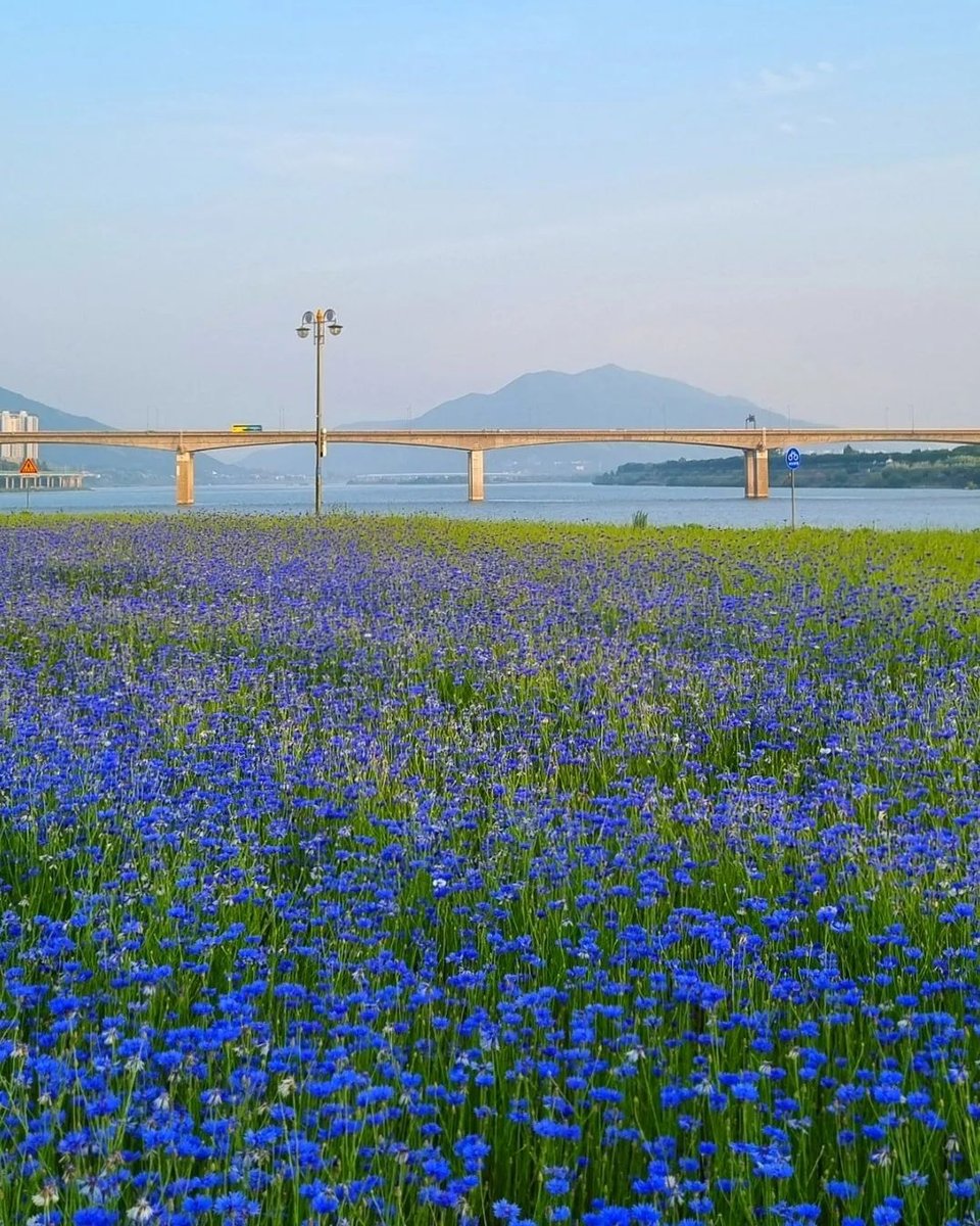 누가 한강공원에 파란 물감 뿌렸죠?
#남양주한강변시민공원 삼패지구 💙수레국화 실황💙