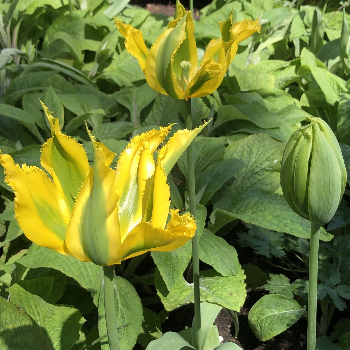 Happy Tuesday everyone! Saw these unusual tulips ⁦@Dorothyclive⁩ I love them! #TulipTuesday 💛💚 Enjoy your day (back to rain today!)
