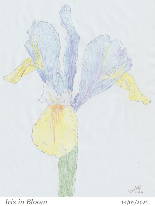 'Iris in Bloom' #sketch #Iris #flowerpictures @abdulhayemehta @NorthStandGang @ilegally_indian @AnnieChave @palfreyman1414 @Edgaralanpoe48 @andydurrant75 @cbar2323 @chriswaller1 @kinobe911 @mattbob84 #Flowers #garden #gardening #pencil #drawing #pencildrawing #drawingart #art