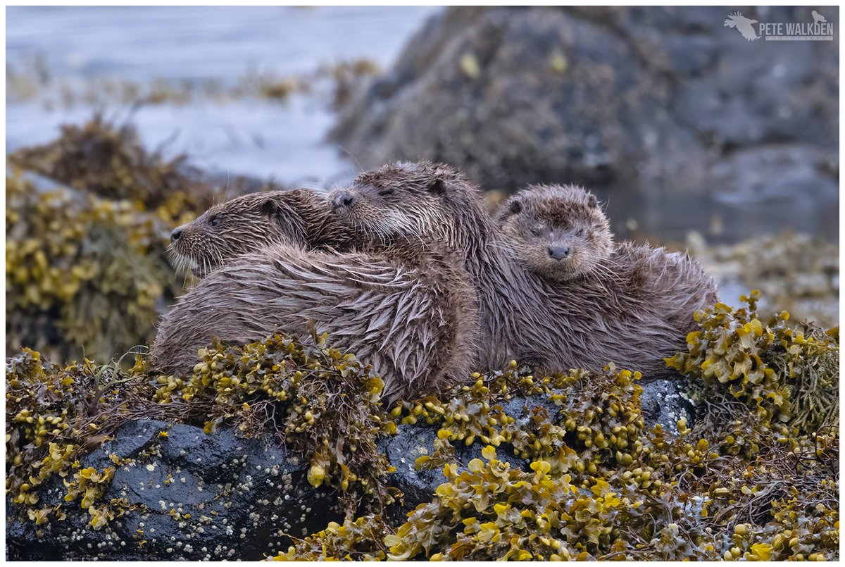 Otter Family - chilling out after fishing for a while. Always a treat to see. #otter #guiding #workshop #Scotland #ThePhotoHour #springwatch