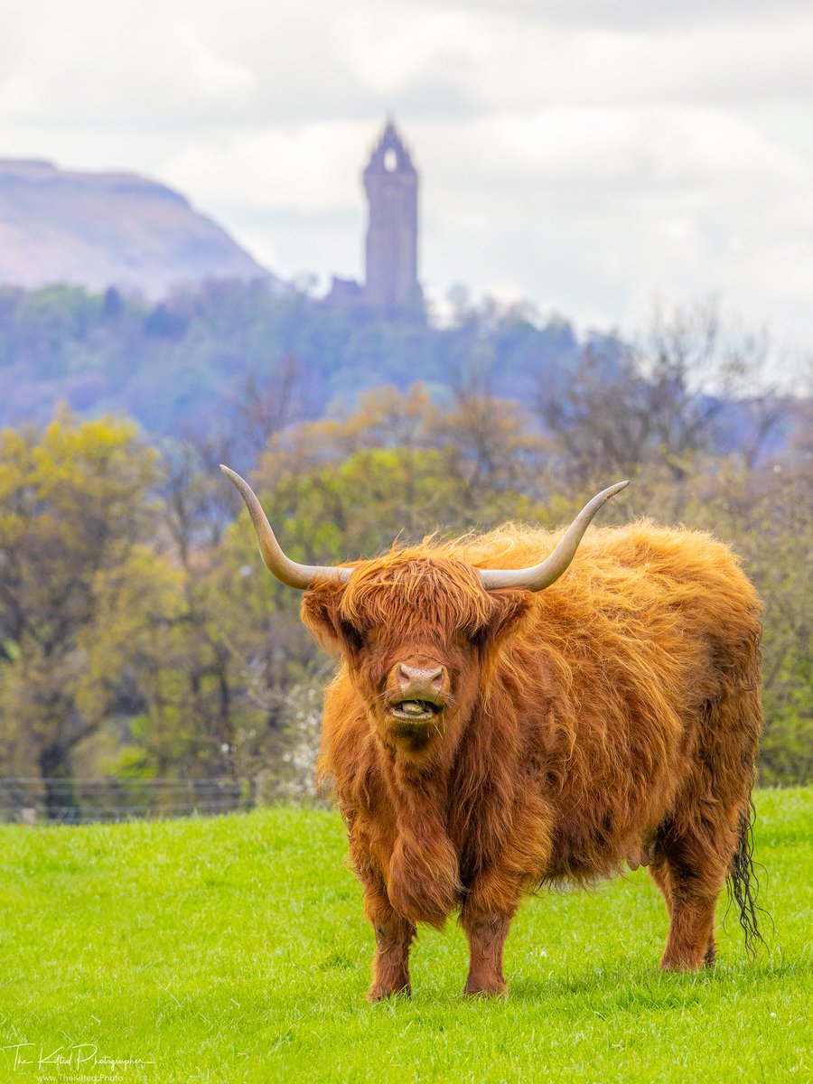 Happy #Coosday with The National Wallace Monument towering in the distance 🏴󠁧󠁢󠁳󠁣󠁴󠁿🐮😍

#WallaceMonument #Scotland #VisitScotland #Coo #HighlandCoo #Stirling #Clackmannanshire #TheKiltedPhoto #Outandaboutscotland #Scottishfield #ScottishBanner #ScotlandMagazine