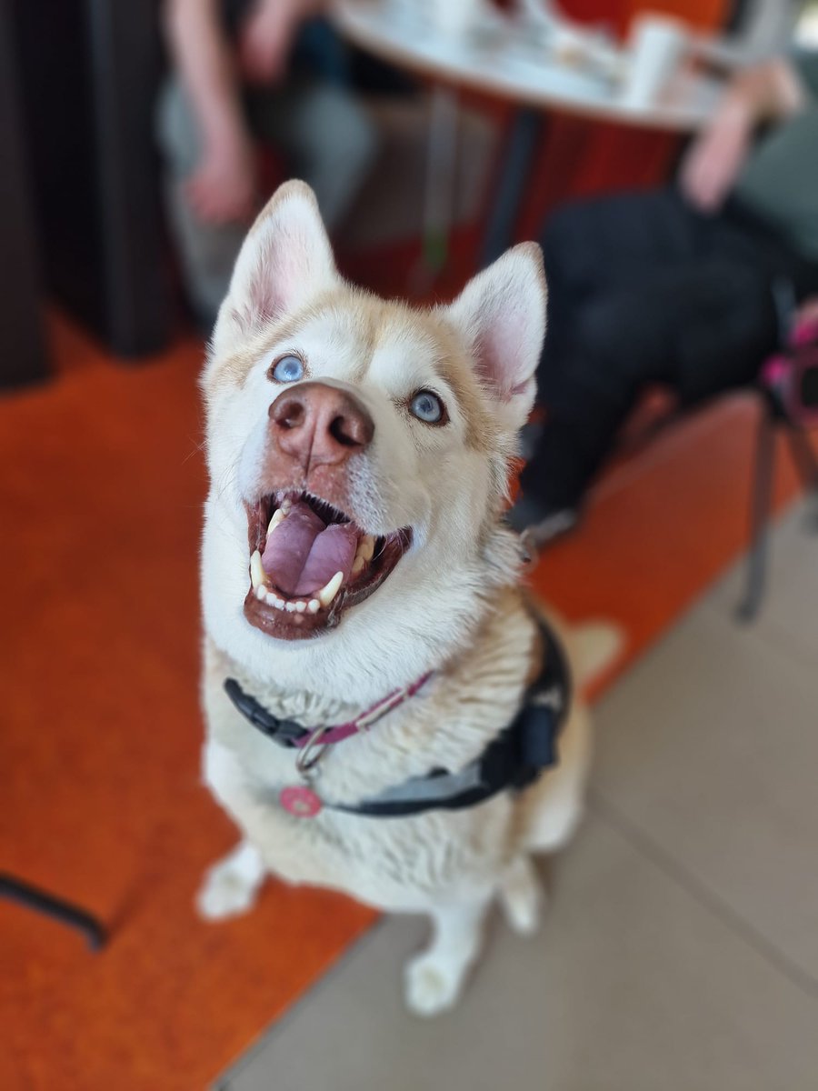 We love welcoming our furry friends at Northshore.

There's some lovely walks around the Tees Barrage area, across to Stockton centre and the Infinity Bridge. 
Why not pop in with your pooch for a cuppa and treat!
Open Mon-Fri. Find us:
maps.app.goo.gl/qpv3fVnH8DhkXK…
#dogfriendly #cafe