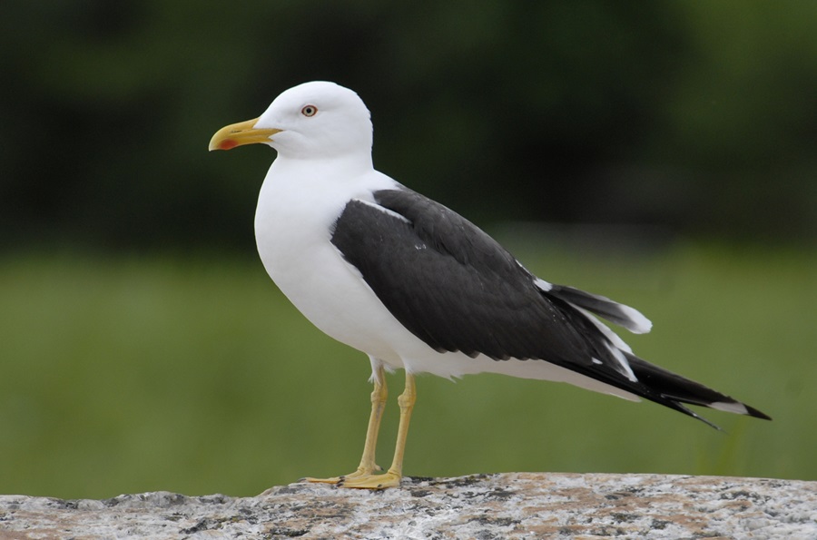BirdLife Suomen vuoden lintu on erittäin uhanalainen #selkälokki. Selkälokin mustaselkäinen alalaji on maailman suomalaisin lintu. Sen maailmankannasta noin puolet pesii meillä. Lajin nykyinen pesimäkanta selvitetään tänä kesänä.

birdlife.fi/tiedote-202405…

📷 Raimo Sundelin