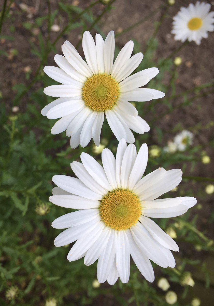 Daisy Daisy Hoping everyone has a good Tuesday. #GardeningX #FlowersOfX #Daisies #SpringGarden