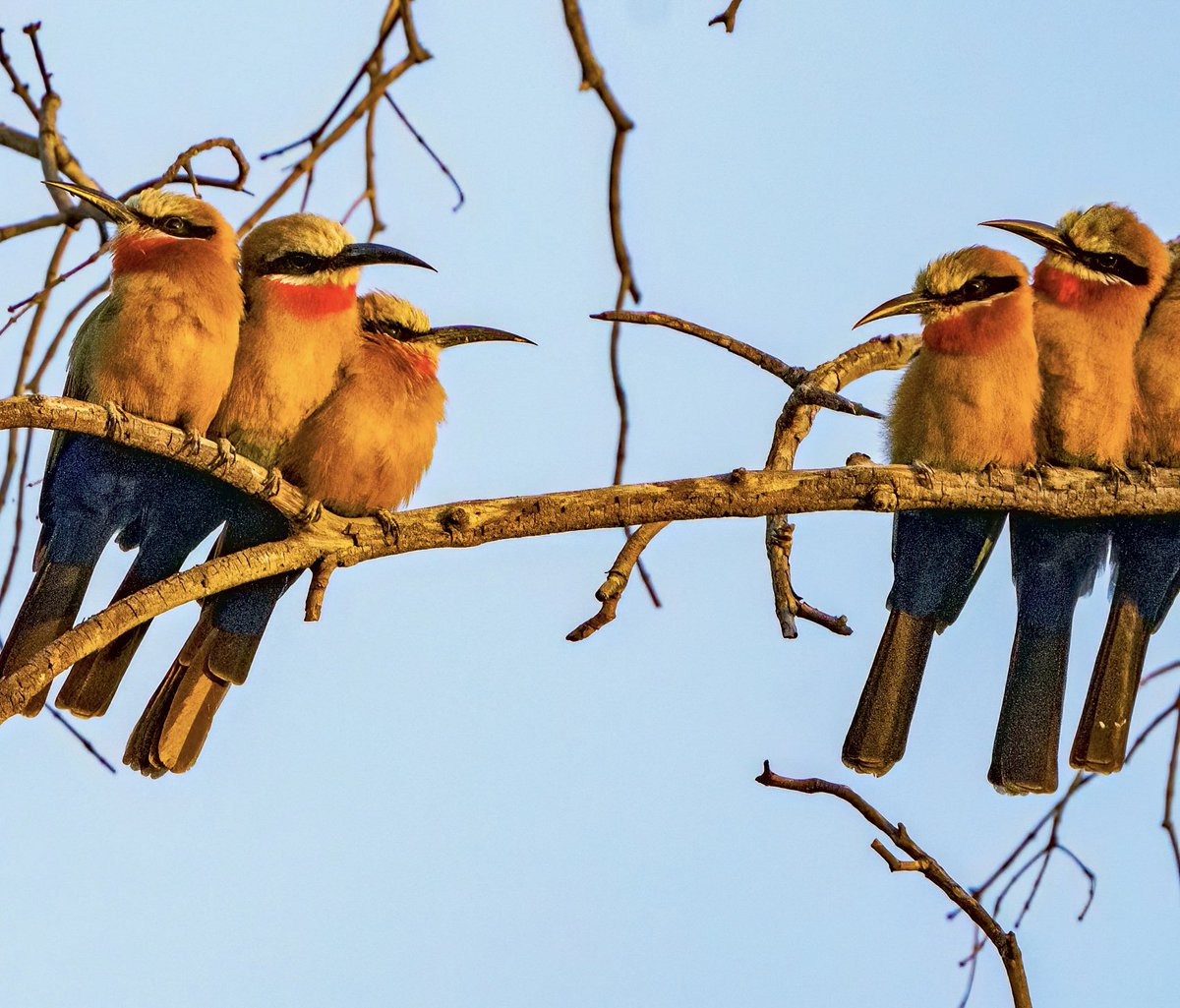 White-fronted Bee-eaters just waking up after a nights slumber @Natures_Voice @thetimes #BBCWildlifePOTD #TwitterNaturePhotography #birding #NaturePhotography #wildlifephotography #victoriafalls