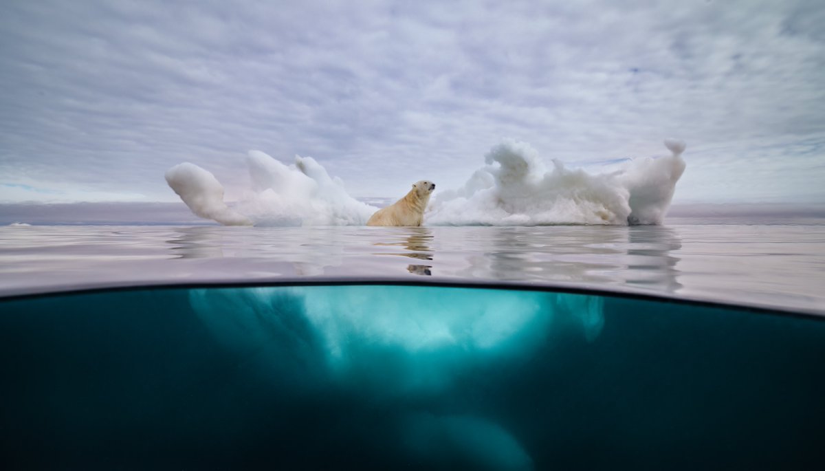 divesoft's tweet image. A few photos from our ambassador Maxwel Hohn.
Do you know what kind of rebreather he used during filming "Secrets of the Octopus" for National Geographic?
His choice is a CCR Liberty Light + ODA.
divesoft.com/light