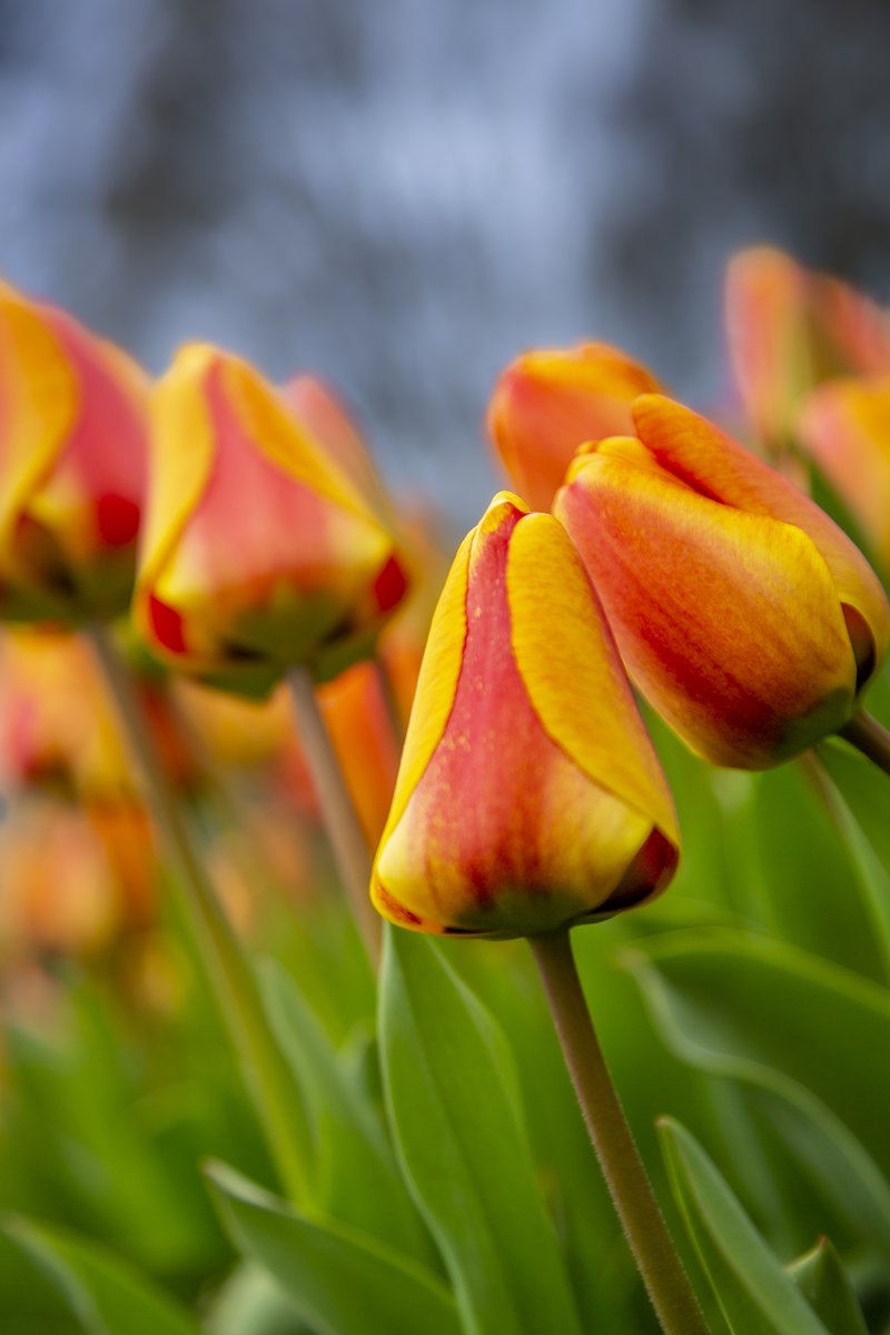 'Happy #TulipsTuesday! 🌷 Despite the grey and damp weather, let's brighten up our day with some colourful tulips! 

Wishing you all a cheerful Tuesday! 💛💗🌷

#ThePhotoHour 
#FlowersOfTwitter 
#flowerphotography
#TulipDay 
#TulipTuesday