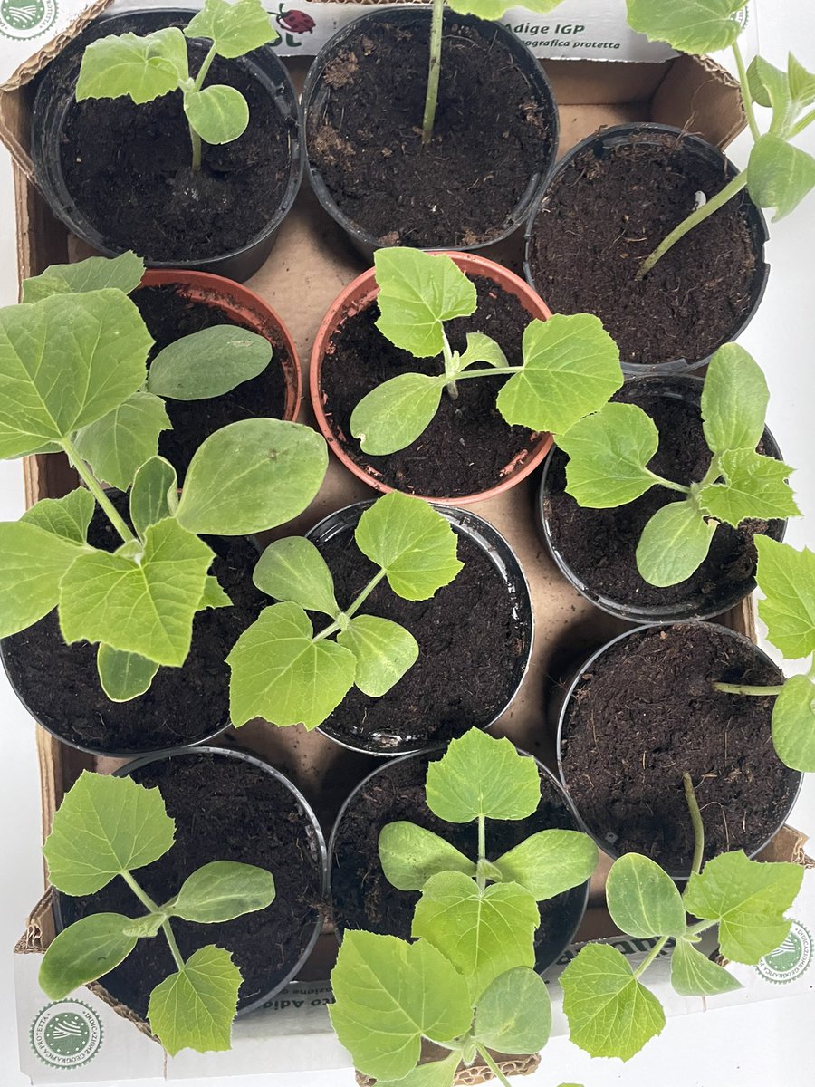 Gm Gm! 
Look at these babies 🌱
Next week it will be planting time for them