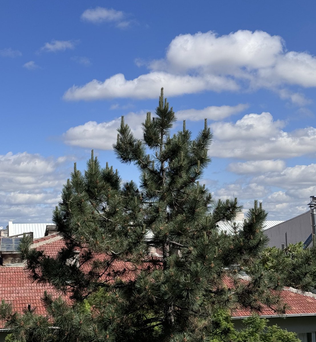 Nah çeken çam ağacı gerçek değil sana zarar veremez.

Nah çeken çam ağacı: