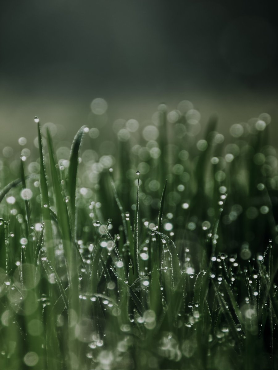 QP a photo with water droplets 💦 Shot on Nikon D7000 @NikonIndia #NIKKOR #NikonCreator @Lightroom