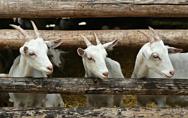 ARE YOU INTERESTED IN GOAT FARMING BUSINESS ?

A well-designed and maintained barn or shelter with proper ventilation, lighting, and cleanliness is crucial to the success of a #Goat farming business for several reasons:

#GoatFarming

#Thread
