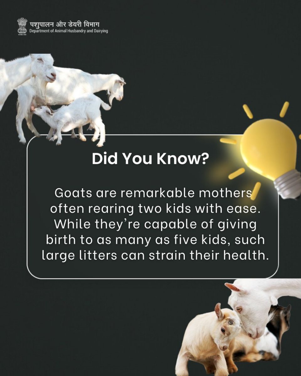 Fun Fact: Goats, incredible mothers, effortlessly raise two kids, though larger litters can strain their health. #GoatFacts #FunFacts