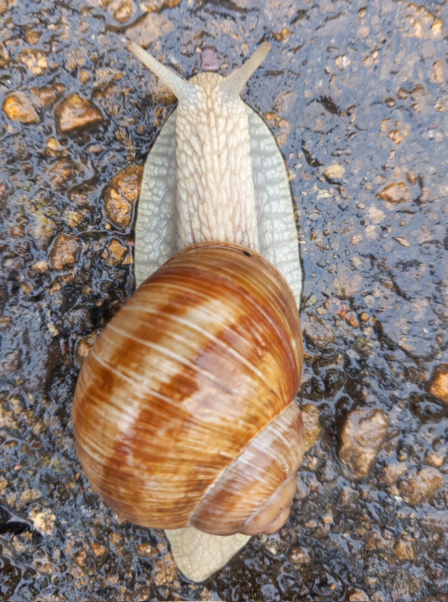 Are you ready to slide along the Roman Snail Trail this #HalfTerm? There will be snail-inspired games, activities and puzzles for the whole family. Put 25 May - 2 Jun in the diary and join us for a lot of fun. Full details here... nationaltrust.org.uk/visit/gloucest…