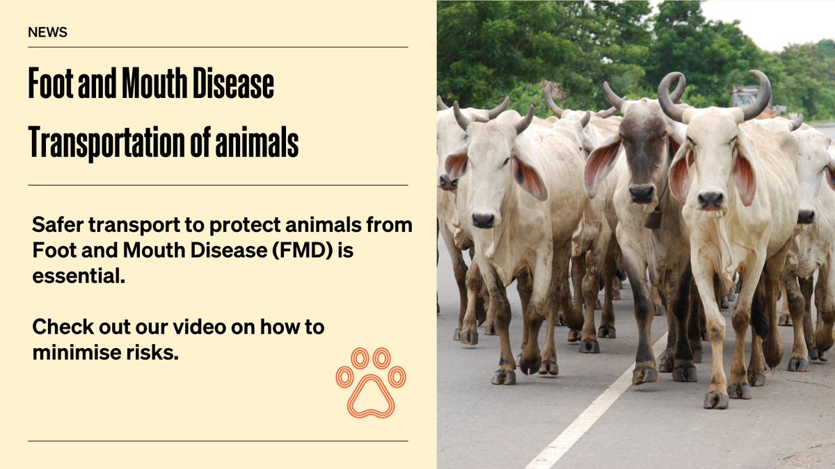 #FootAndMouthDisease (FMD) is a highly contagious, viral disease which can spread rapidly affecting cattle🐄🐂🐃. The safe transportation of animals is essential to protect farming communities from #FMD. Check out our video:⤵️ youtube.com/watch?v=rMiHSi…