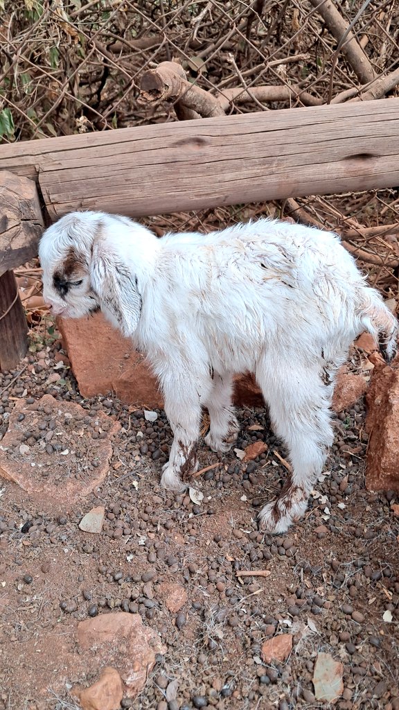 Miz_Ruraltarain's tweet image. Newest family member ❤️ 💃💃

Fur Mommy delivered this around 06:45am in this cold weather! 🐐
#GoatFarmer #smallscalefarming