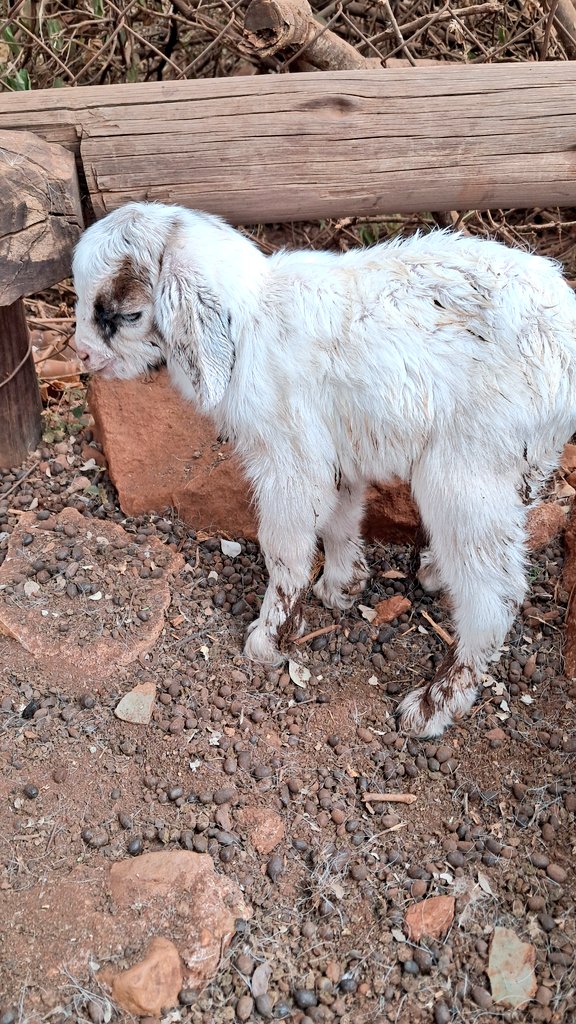Miz_Ruraltarain's tweet image. Newest family member ❤️ 💃💃

Fur Mommy delivered this around 06:45am in this cold weather! 🐐
#GoatFarmer #smallscalefarming