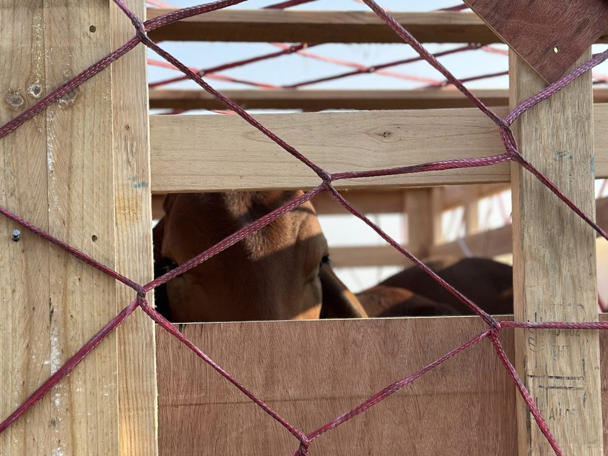 AirBotswana's tweet image. This morning, Air Botswana in partnership with the Government of Botswana, successfully facilitated the arrival of a consignment of breeding livestock.

#GoingYourWay #FlyAirBotswana