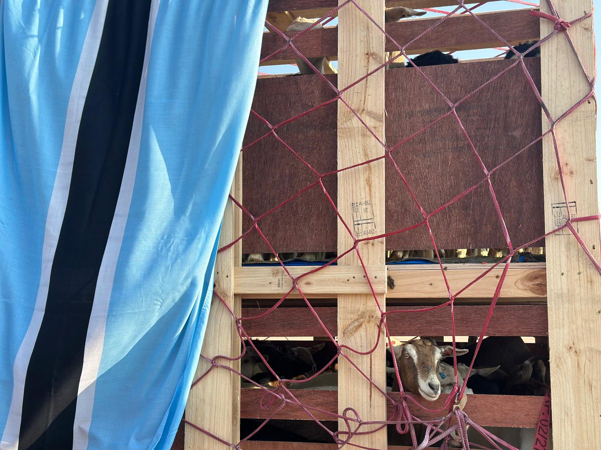 AirBotswana's tweet image. This morning, Air Botswana in partnership with the Government of Botswana, successfully facilitated the arrival of a consignment of breeding livestock.

#GoingYourWay #FlyAirBotswana