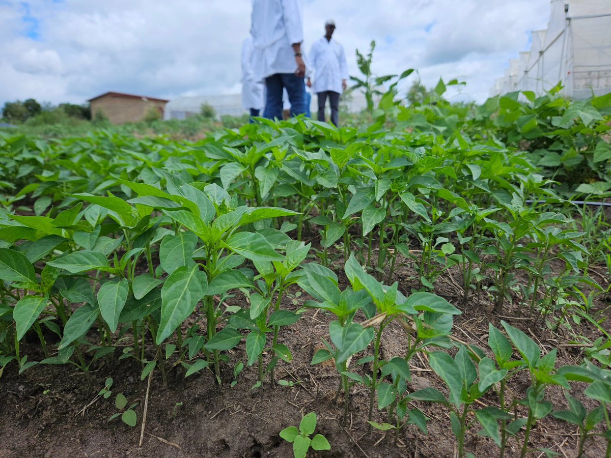 Indoor nursery of #tomato 🍅 seeds and outdoor nursery of bird's eye #chilli 🌶 at @NdegoFarm in #Rwanda 🇷🇼. A productive harvest starts from having good nursery management & developing healthy seedlings 🌱 prior to transplanting. #RwoT #GreenhouseFarming #SustainableFarming