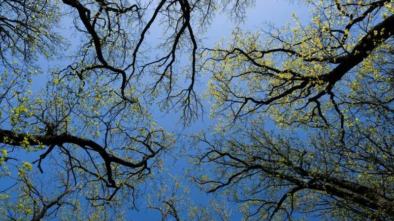 Neues Waldgesetz geplant – Skeptiker wittern grüne Kommandowirtschaft Minister Özdemir hat am Montag die Waldzustandserhebung für 2023 präsentiert. Dieser zufolge hat sich die Situation zwar gegenüber den Jahren zuvor kaum verändert – die Zahl kranker Bäume bleibe jedoch hoch.…