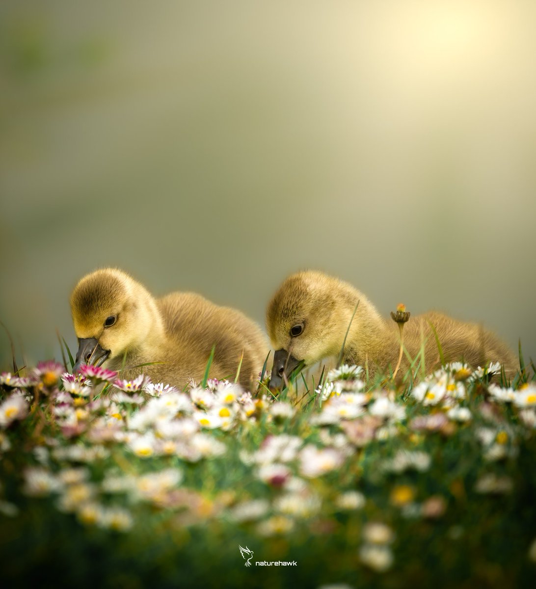 Daisy Days... @NikonEurope Z8 & 500mm pf f5.6 #BirdsOfTwitter #goslings @UKNikon