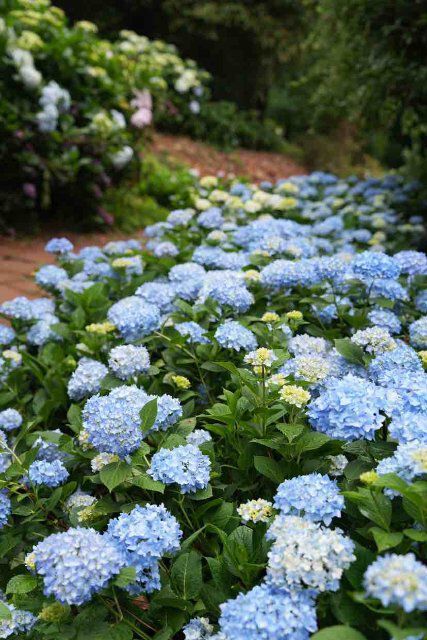 🌸✨ Dive into a world of color at the 8th Endless Summer Hydrangea Exhibition in Kunming! Walk through vibrant trails of blooms that turn the park into a fairy tale setting. #FlowerFestival #KunmingEvents