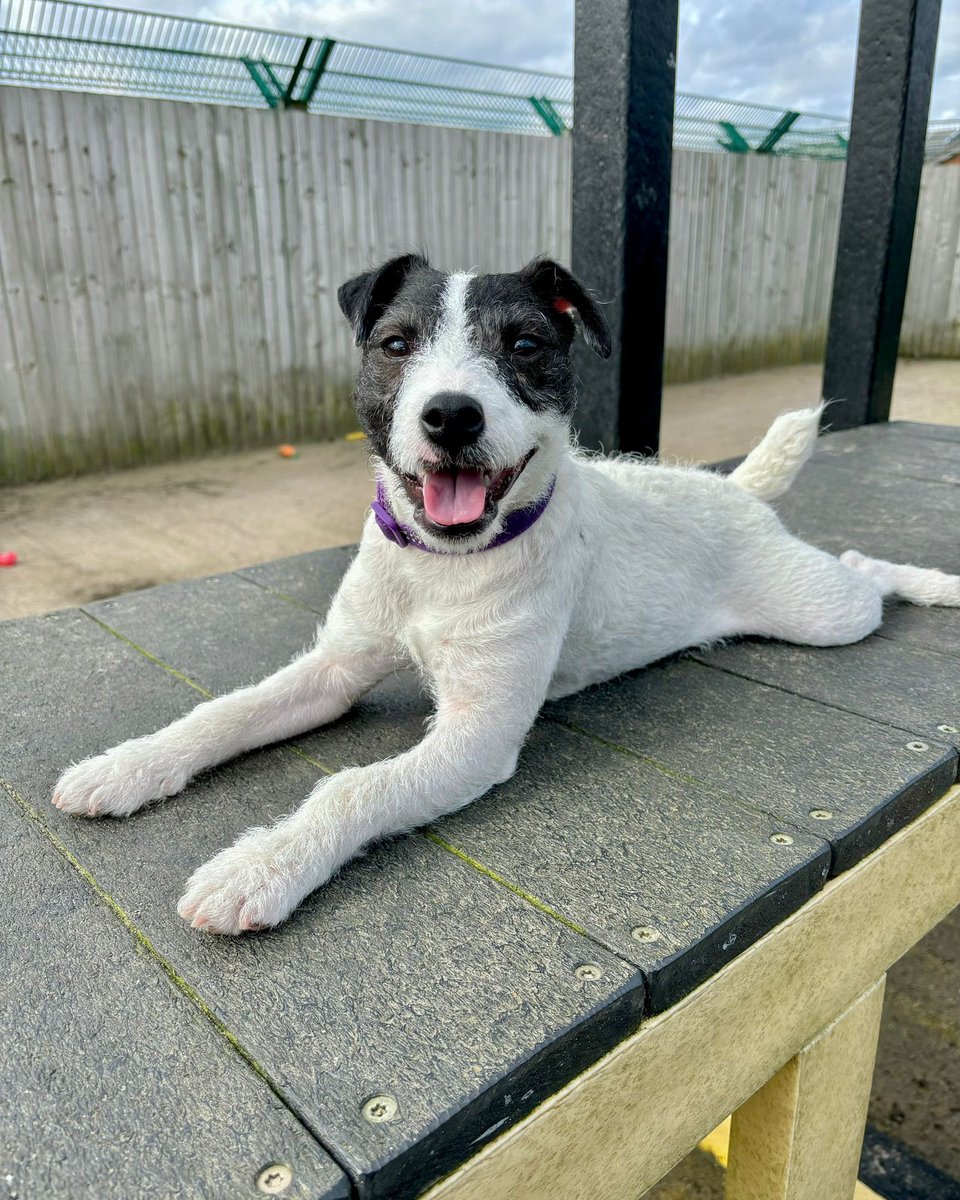 An adorable #TongueOutTuesday pose from Hettie today! 😛 Find out more about this little cutie here 👉 bit.ly/3QB1XmL #RescueDog #AdoptDontShop #Rehome #Terrier #ParsonRussell #Leeds @DogsTrust