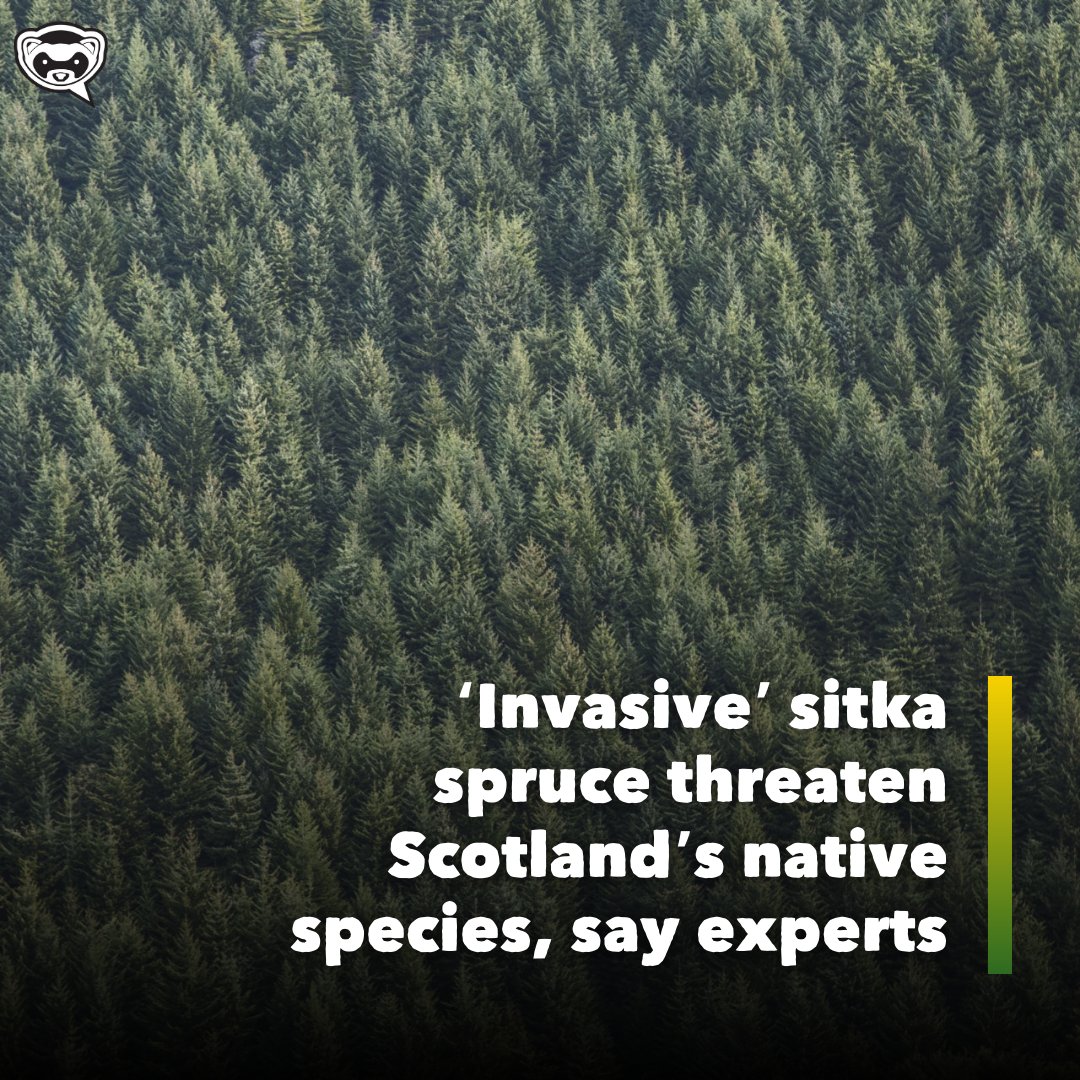 🔴 NEW: Sitka spruce, a North American tree that kills native species and threatens protected habitats vital to fight climate change, now makes up nearly half of Scotland’s forests. Find out more here: bit.ly/3JZl5XP?utm_so…
