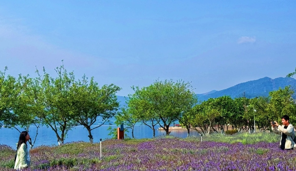 🌸💧 Wander through lavender fields at Fuhai Bay Wetland Park and witness Fuxian Lake shine like a jewel under the sun! A perfect day out. #TranquilBeauty #FuhaiBay