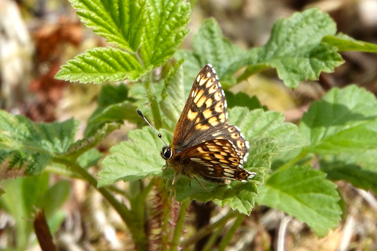 Janice Sutton tweet media