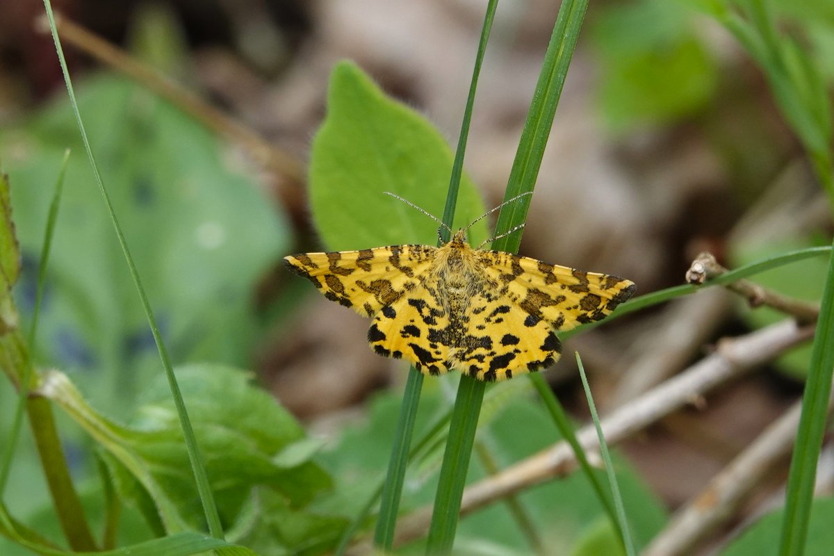 Janice Sutton tweet media