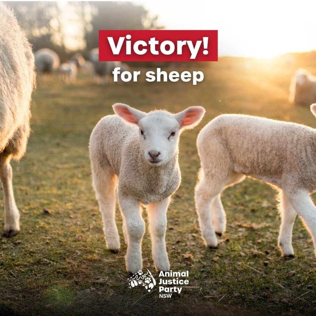 Live sheep export banned from May 2028. This is a testament to the power of collective action. THANK YOU to everyone who fought for this crucial step towards ending the cruelty of live sheep export ... We'll keep advocating for a faster timeline ... animaljusticeparty.org/live-export-en…