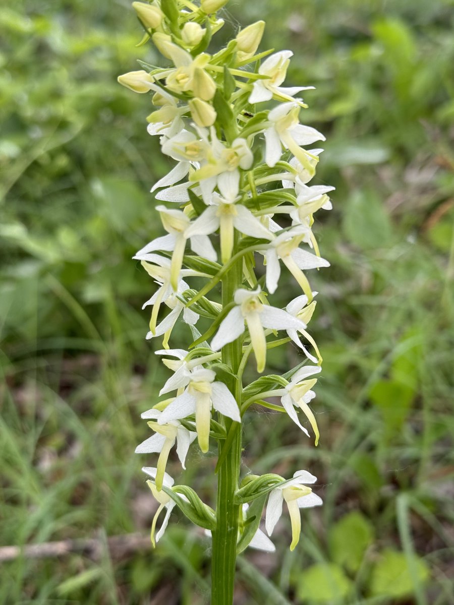 The result of my morning walk from today...
Orchis pyramidal
Ophrys apifera
Platanthera bifolia
the 3rd, 4th and 5th species of the family of Orchidaceae that can be found around the @esrfsynchrotron  on the #EPNcampus (@IBS_Grenoble, @ILLGrenoble, @EMBLGrenoble)
💪