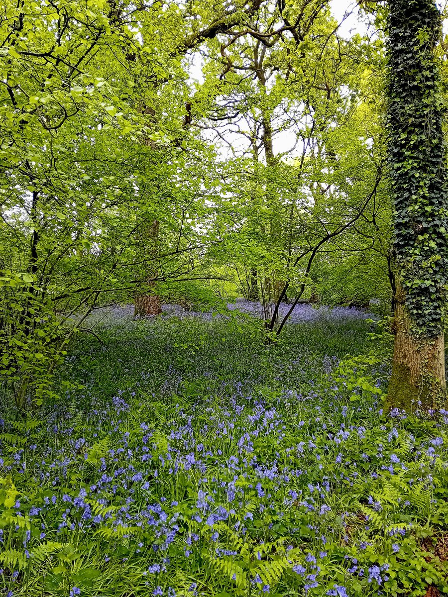 Good morning my friends, the bluebell wood was lovely even on a rainy day 💙 Have a beautiful Tuesday everyone and take care 😘 Always be kind 💞